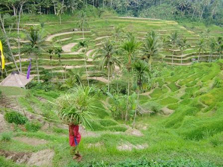 Recolte du riz Bali